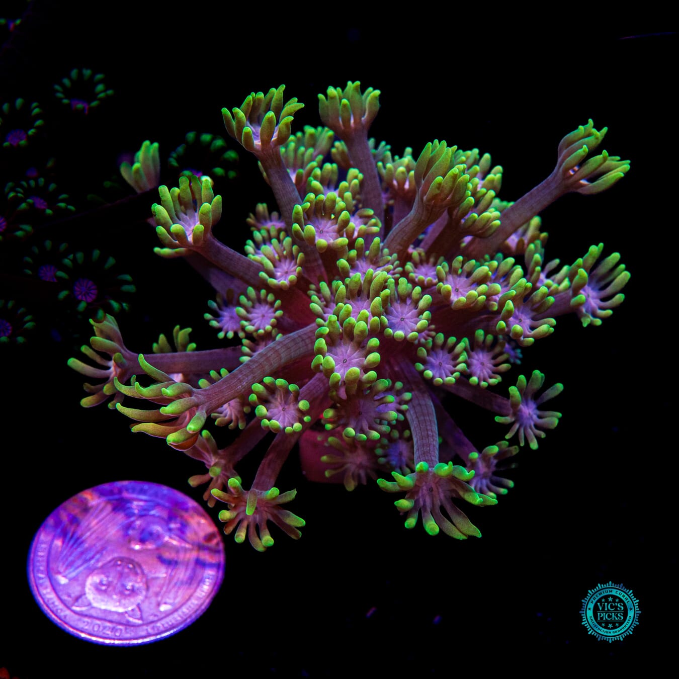 WWC Guava Berry Alveopora - Actinic Photo