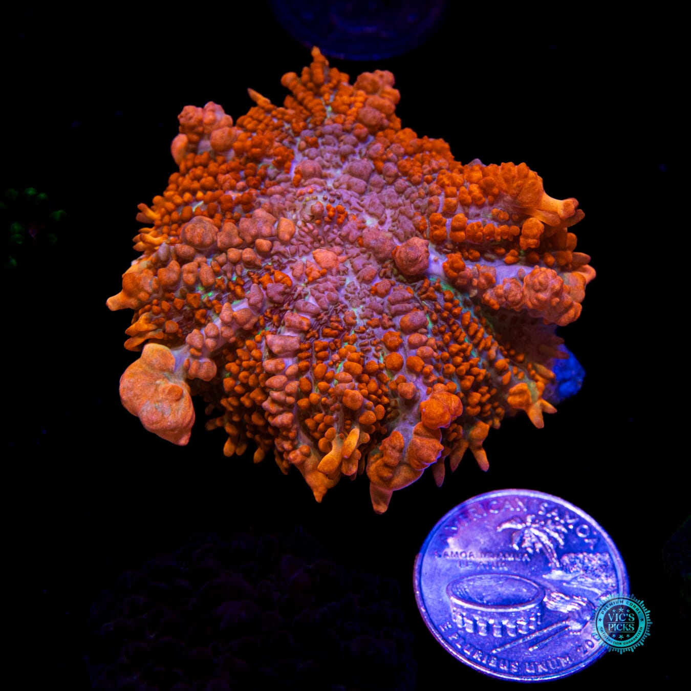 WWC King Julius Rhodactis Mushroom - Actinic Photo