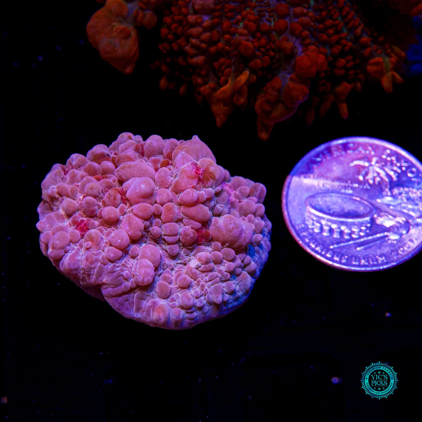 WWC Freezer Burn Bounce Chalice - Actinic Photo