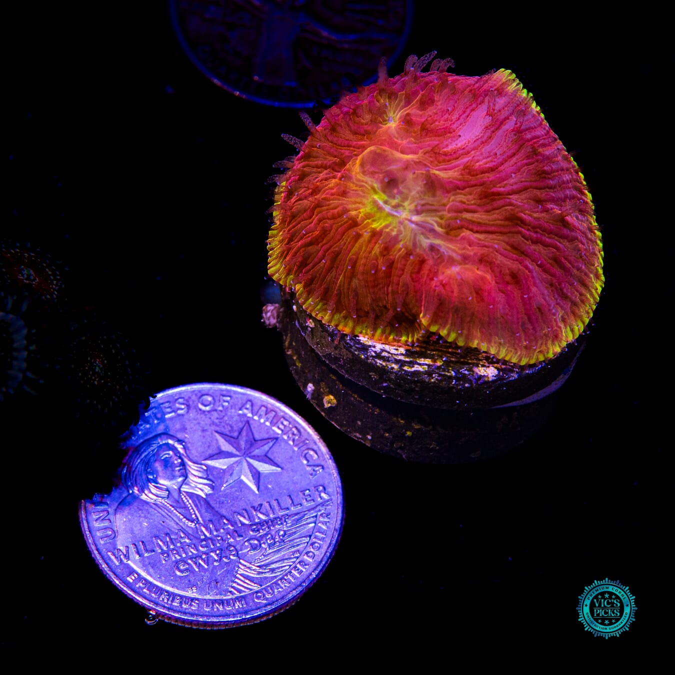 CB Flamethrower Diaseris Plate - Actinic Photo