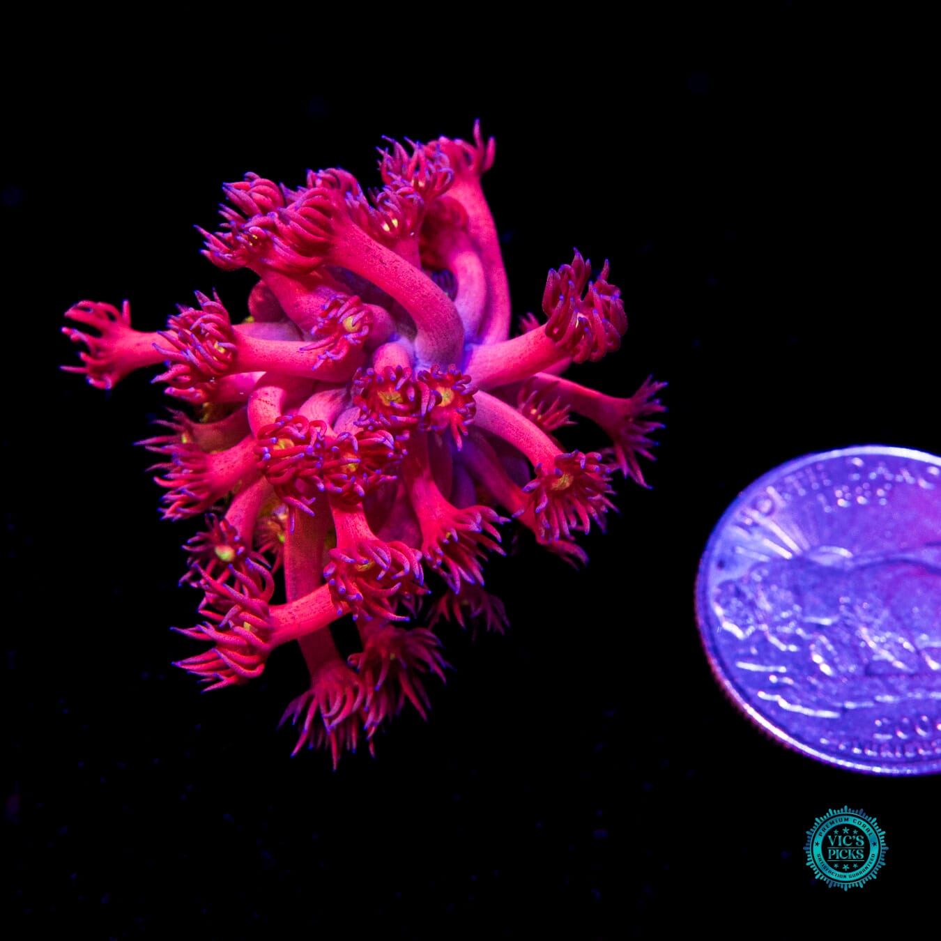 WWC Berry Bonkerz Goniopora - Actinic Photo