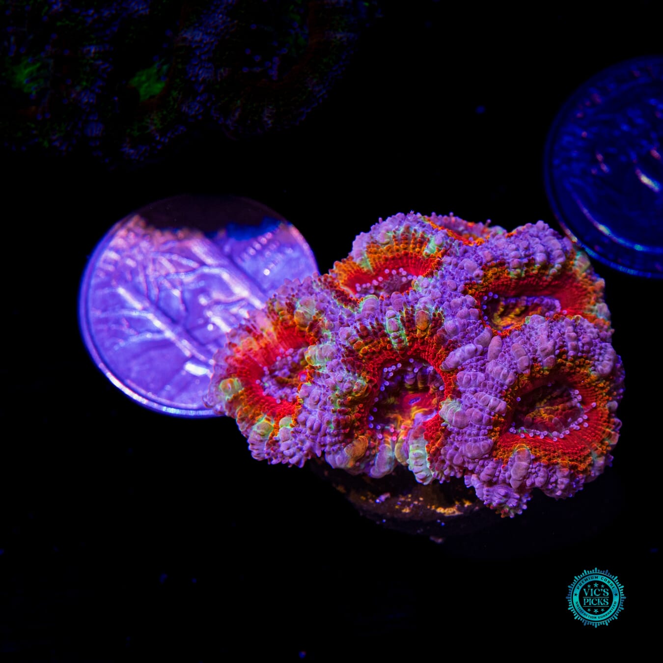 Unicorn Poop Aussie Lord - Actinic Photo