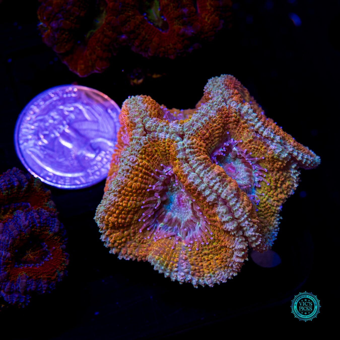 WWC Desert Storm Aussie Lord - Actinic Photo