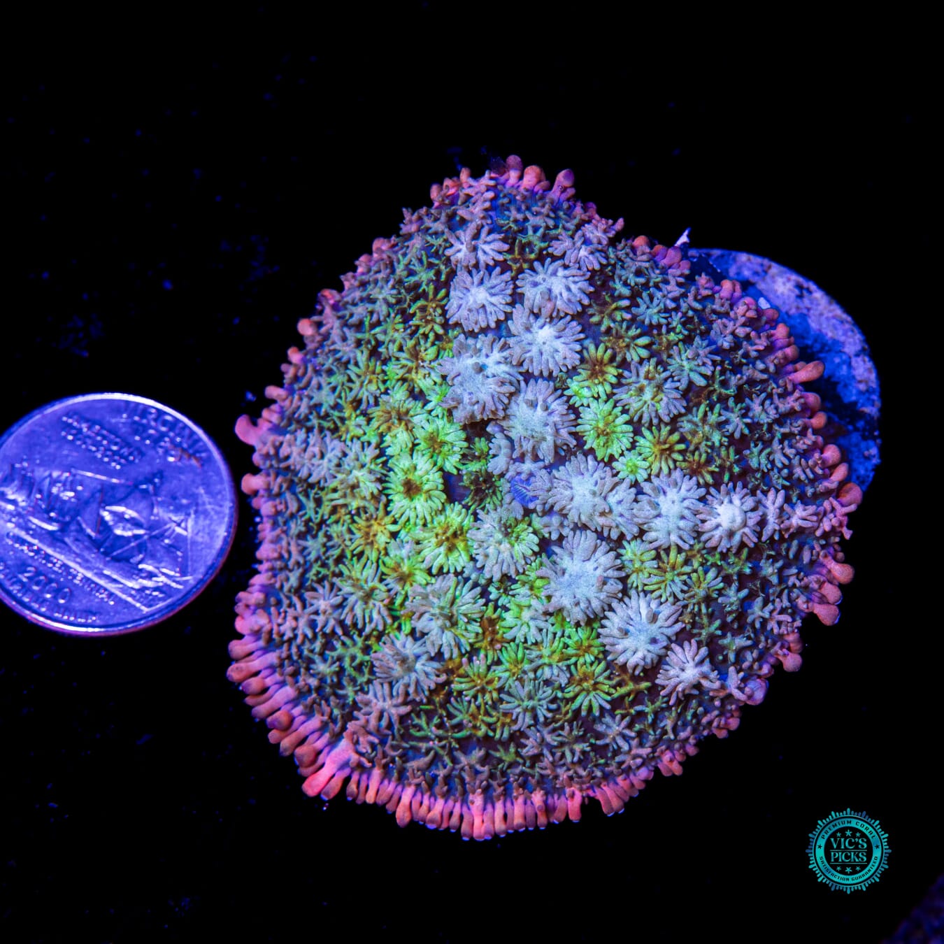 WWC Paradise Cove Rhodactis Mushroom - Actinic Photo