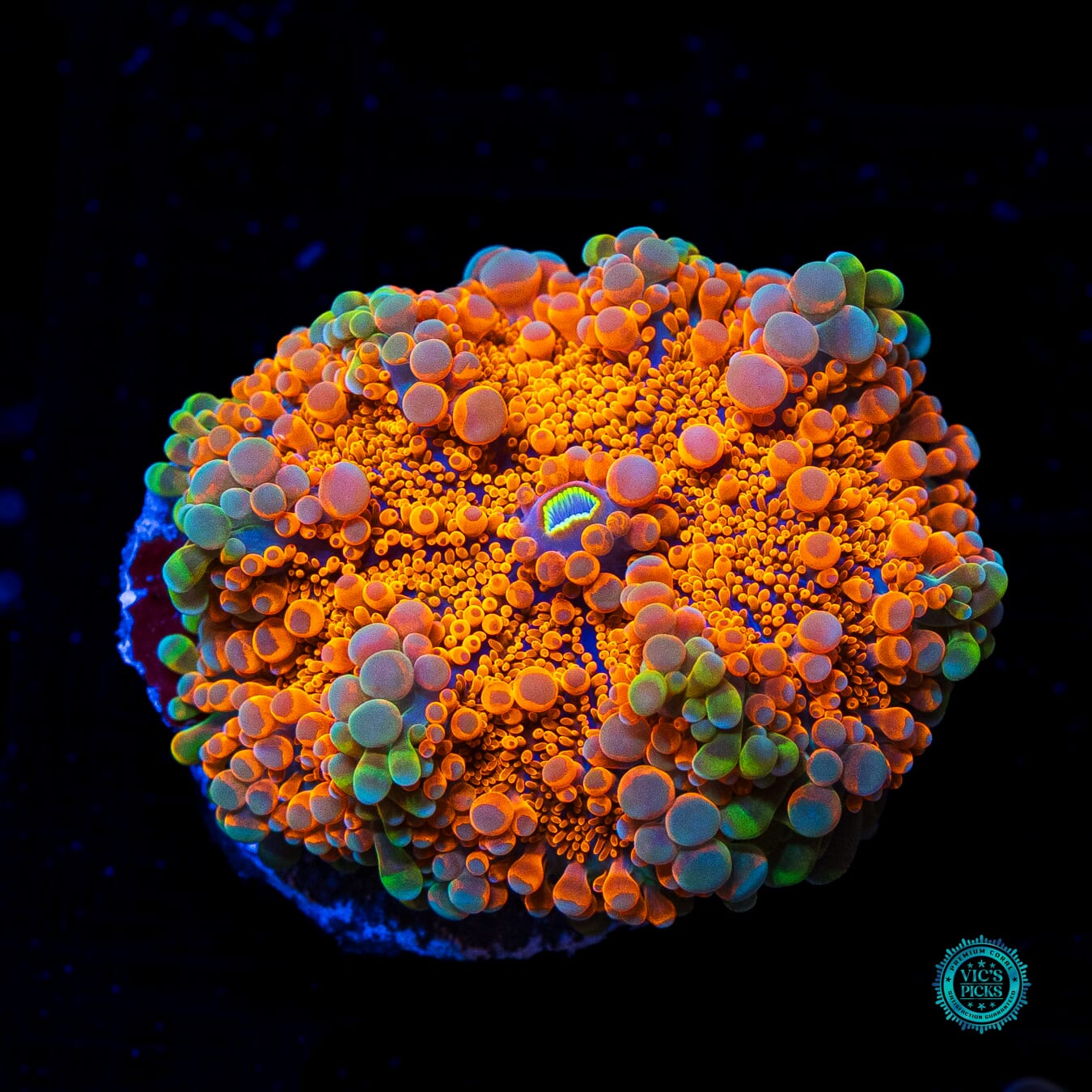Burning Sunrise Yuma Mushroom - Daylight Photo