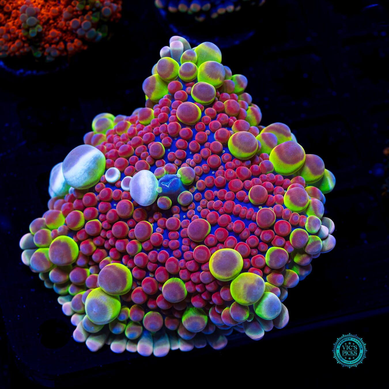 Jupiters Moon Yuma Mushroom - Daylight Photo