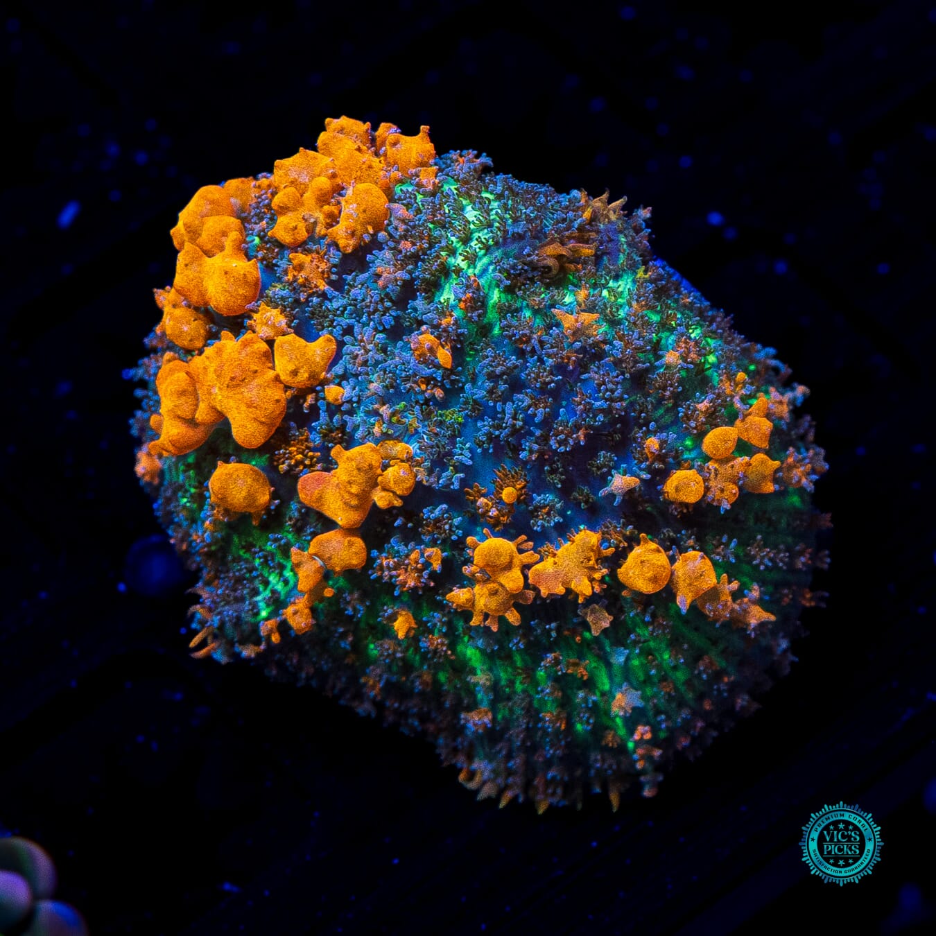 WWC Sunkist Bounce Mushroom - Daylight Photo
