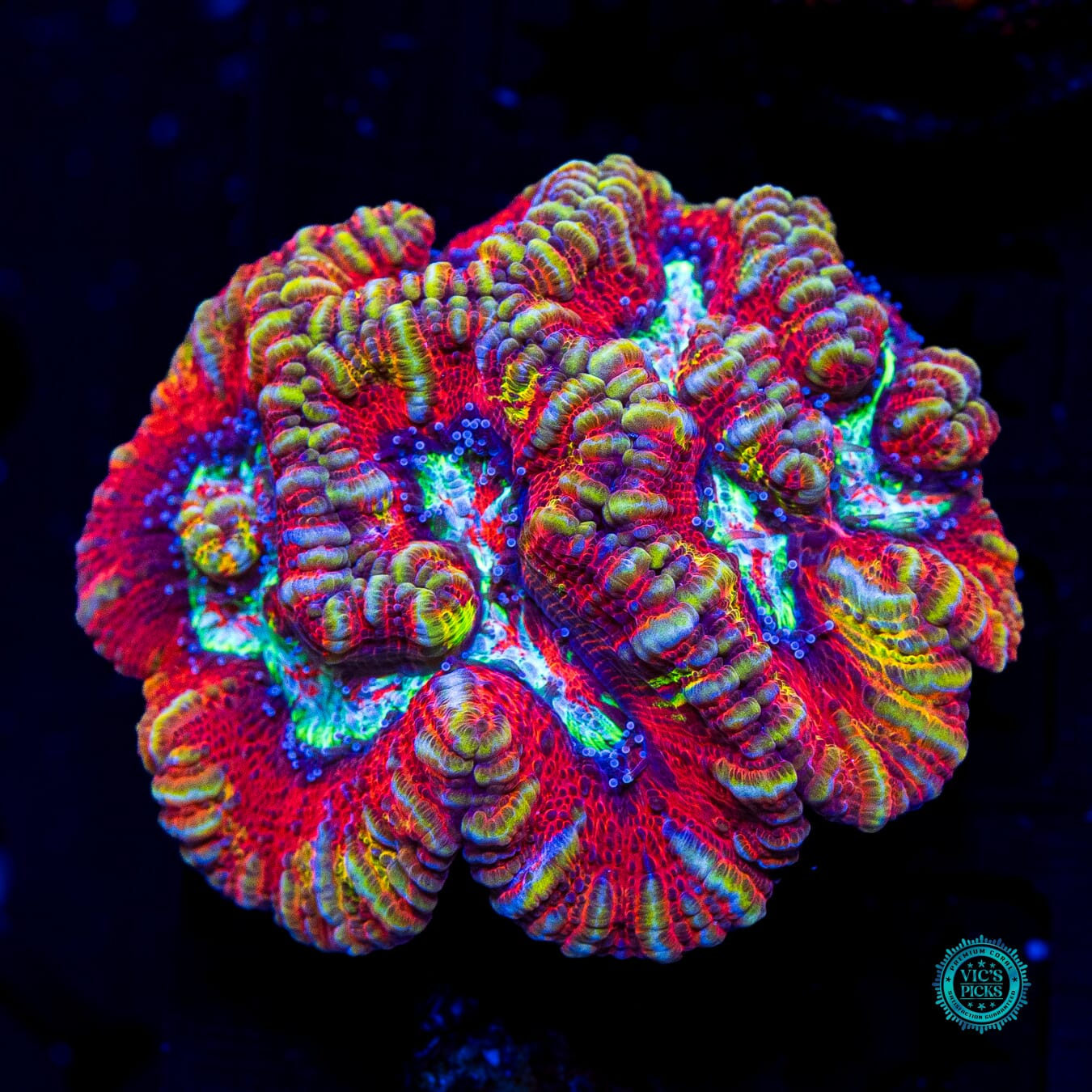 Fusion Flare Symphyllia Wilsoni - Daylight Photo
