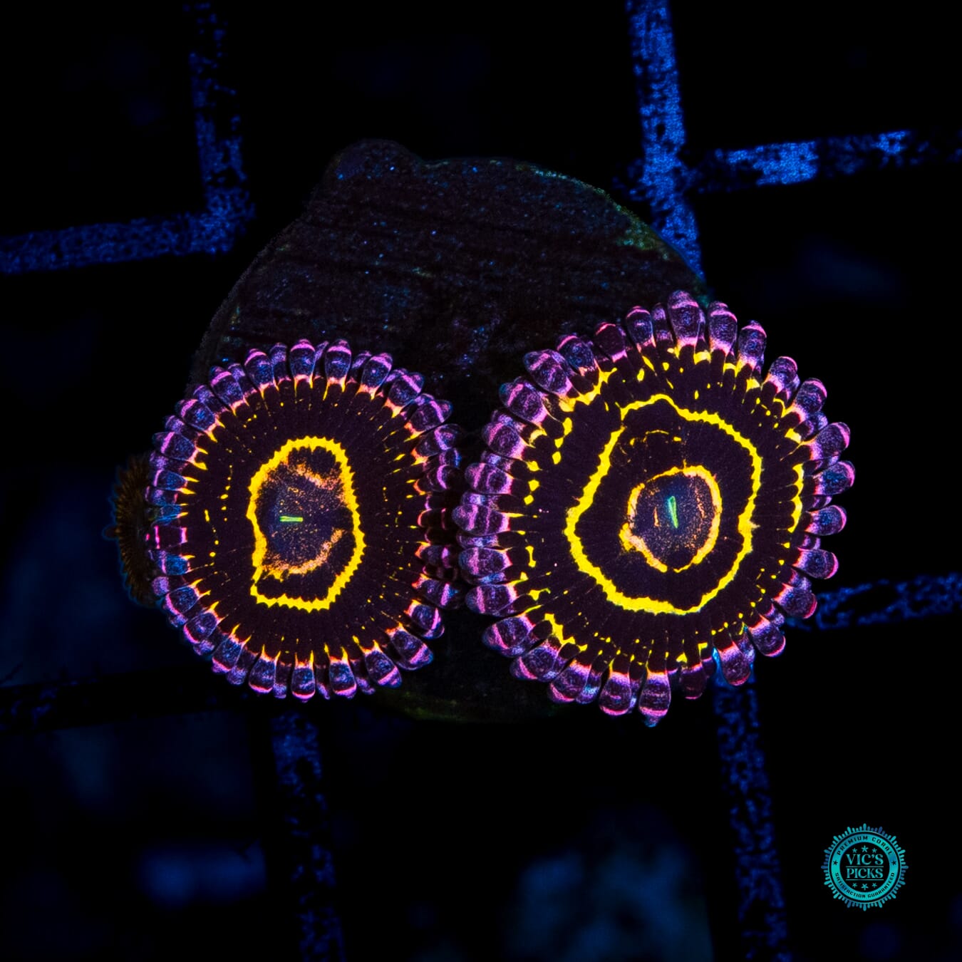 Stratosphere Zoanthids - Daylight Photo