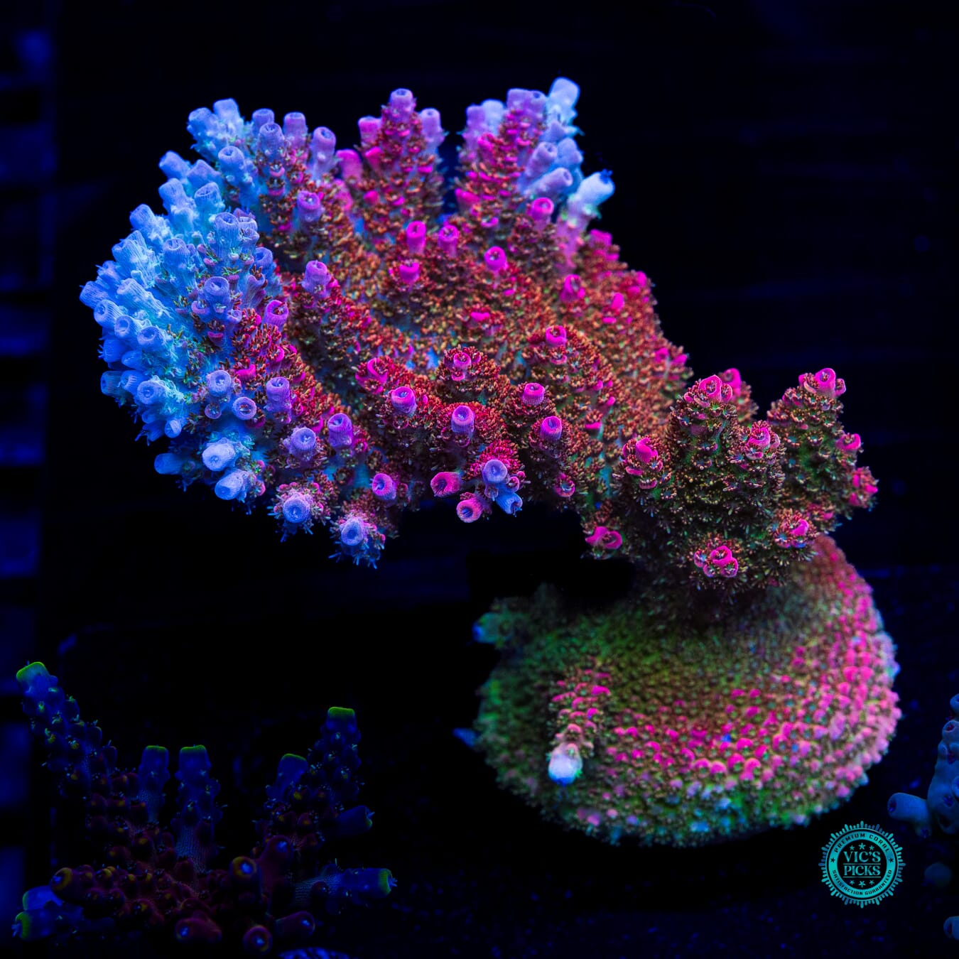WWC Jello Shot Acropora - Daylight Photo