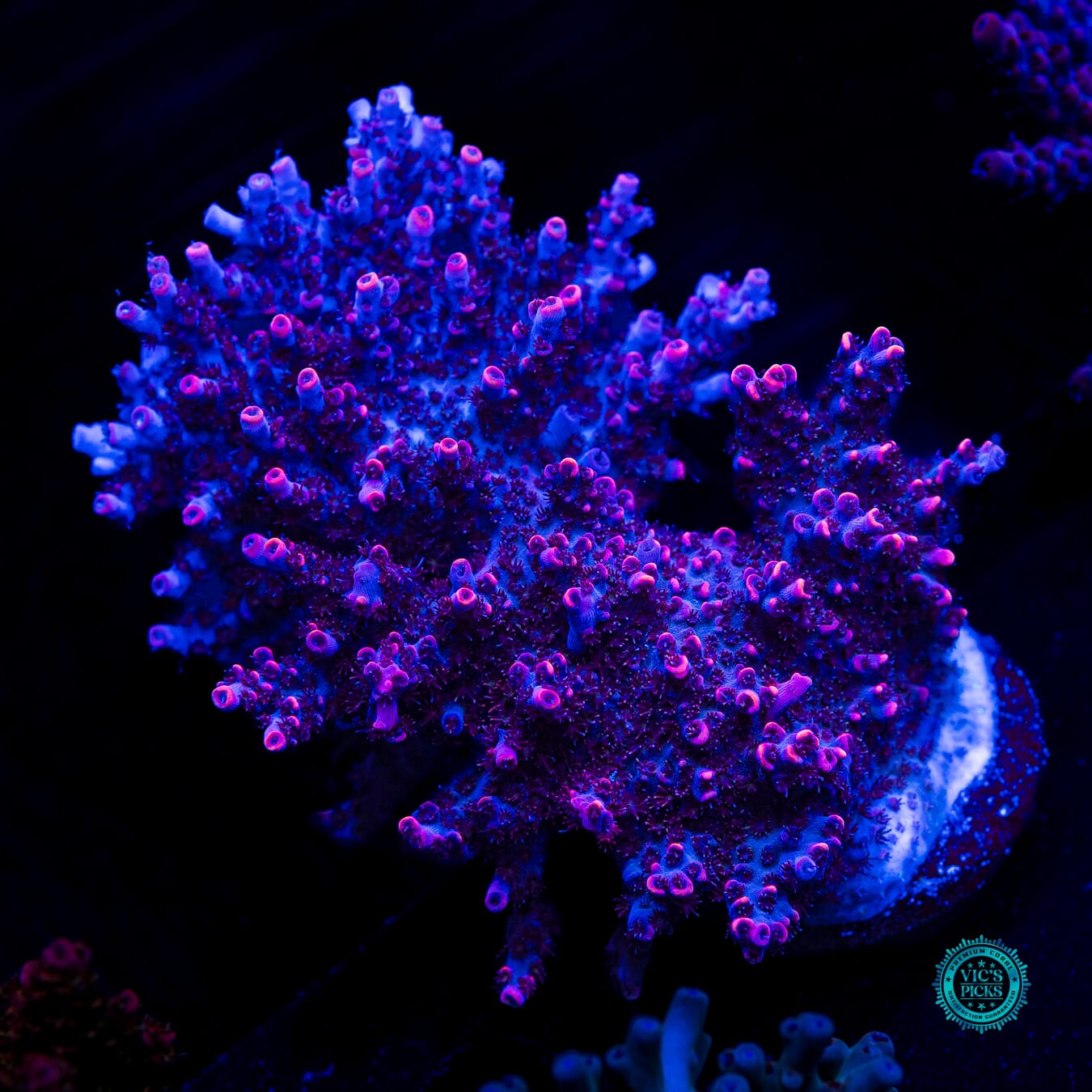 WWC Man of Steel Acropora - Daylight Photo