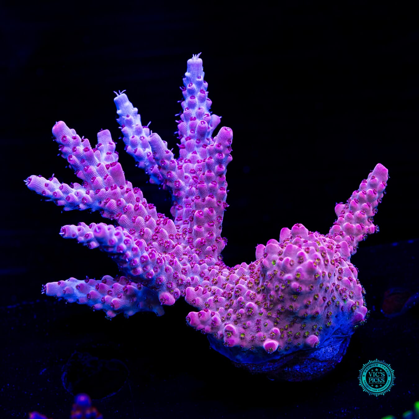CB Beast Mode Acropora - Daylight Photo