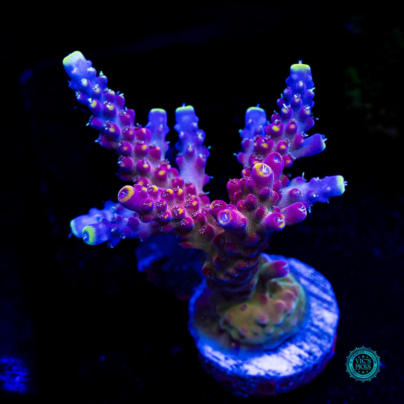 Bali Shortcake Acropora - Daylight Photo