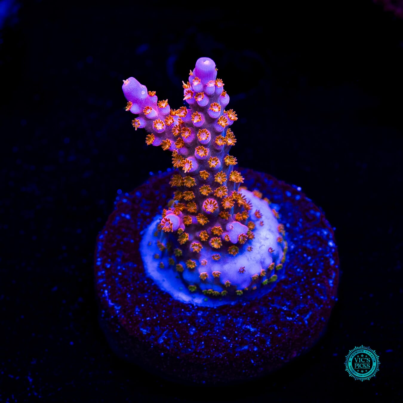 WWC All Star Acropora - Daylight Photo