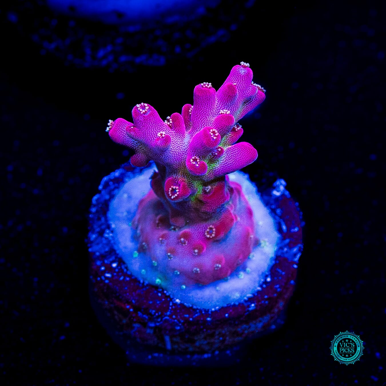 WWC Whiplash Acropora - Daylight Photo