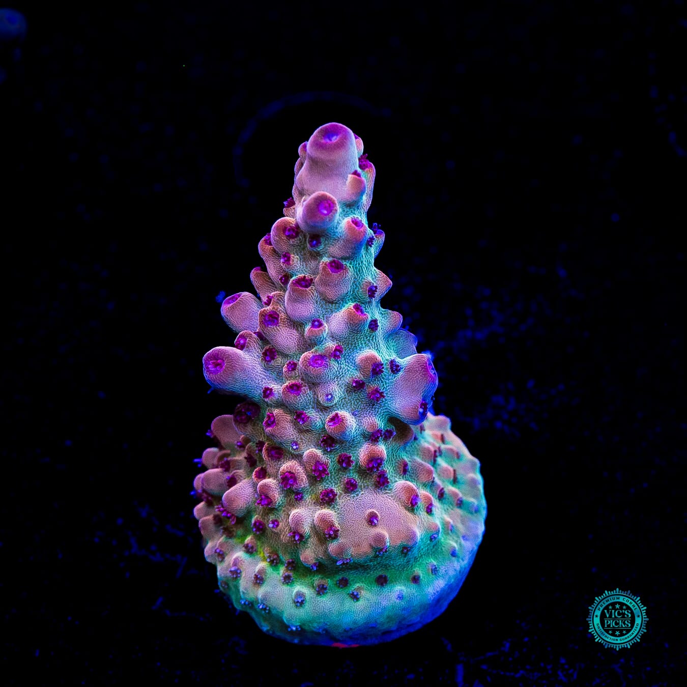 WWC Big Hoss Granulosa Acropora - Daylight Photo