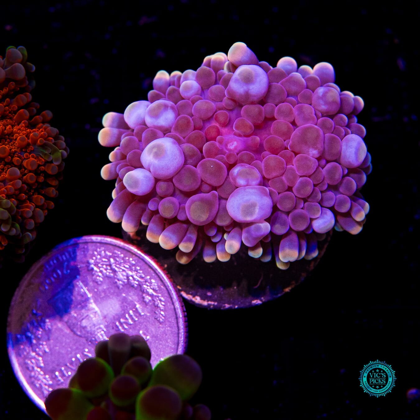 Blueberry Boba Tea Yuma Mushroom - Actinic Photo