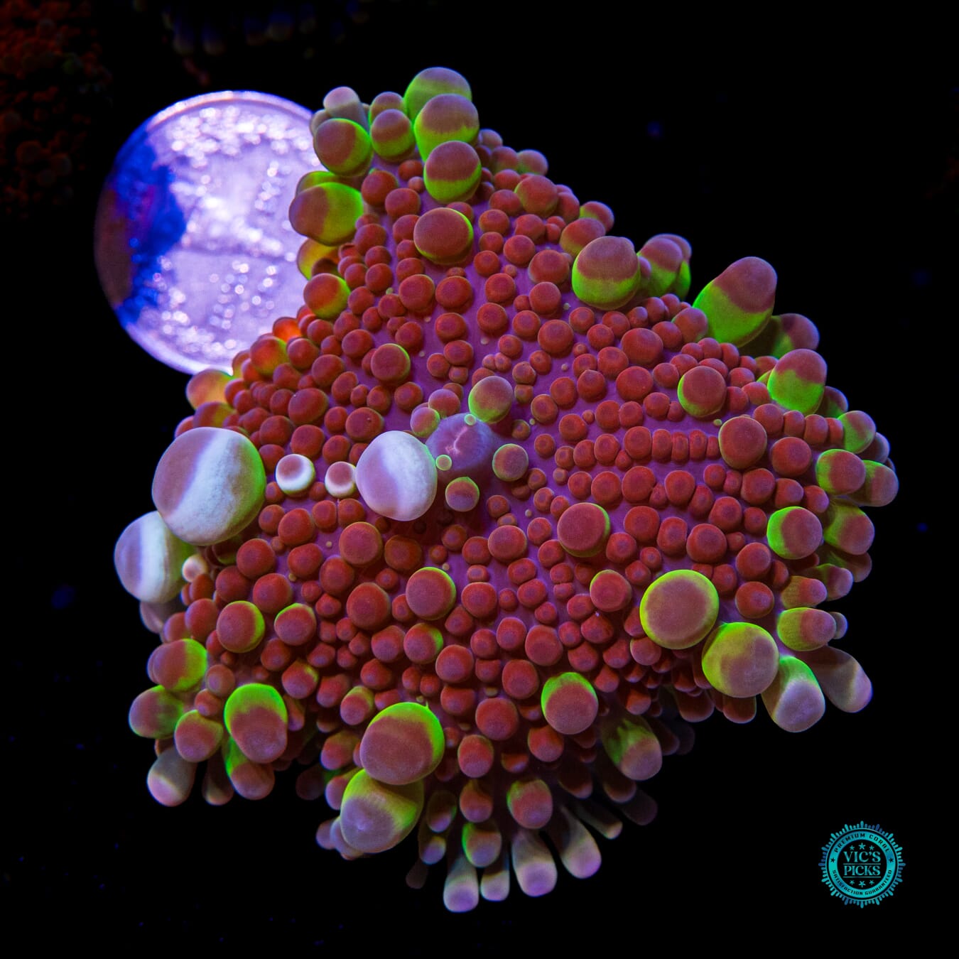 Jupiters Moon Yuma Mushroom - Actinic Photo
