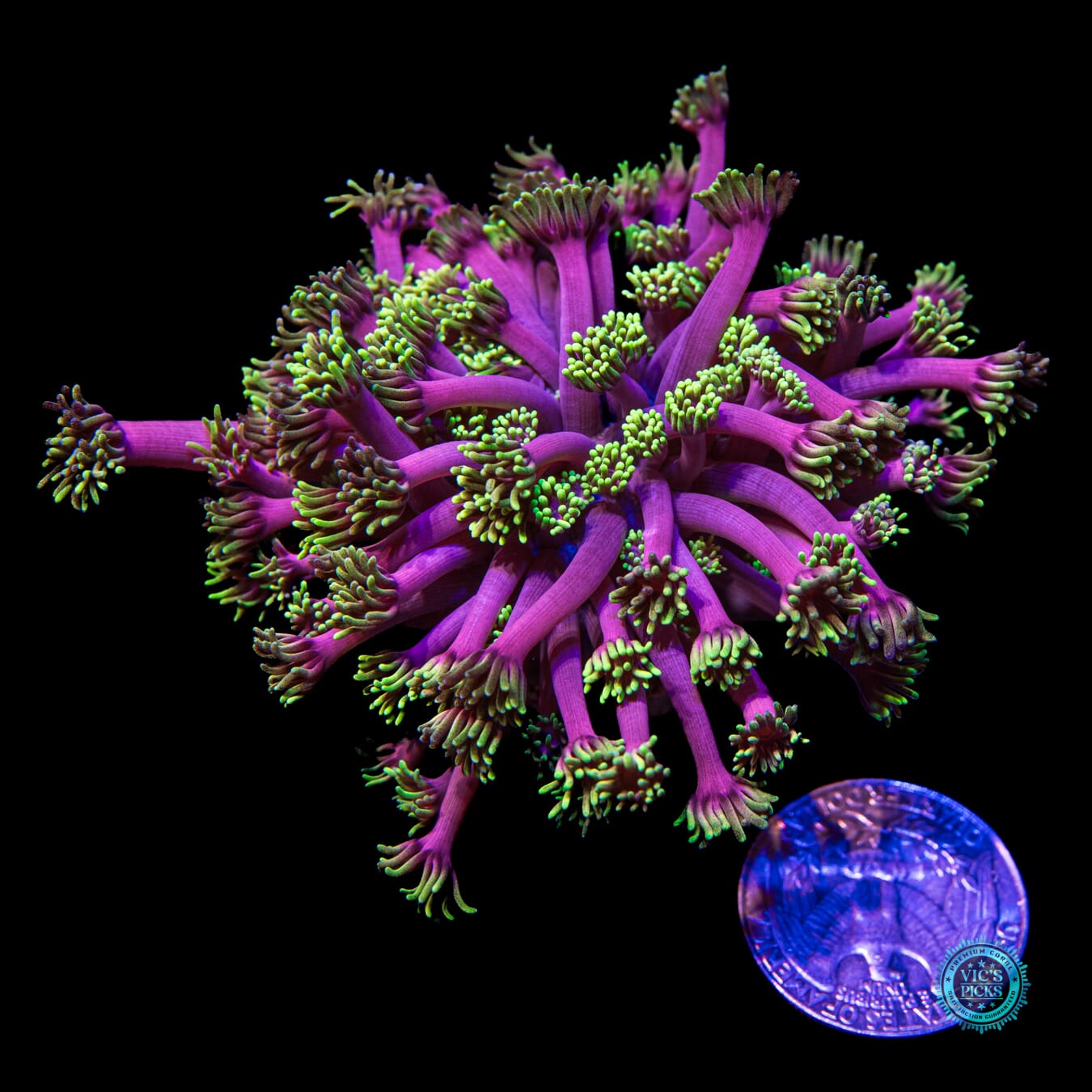 WWC Hollywood Nights Goniopora - Actinic Photo