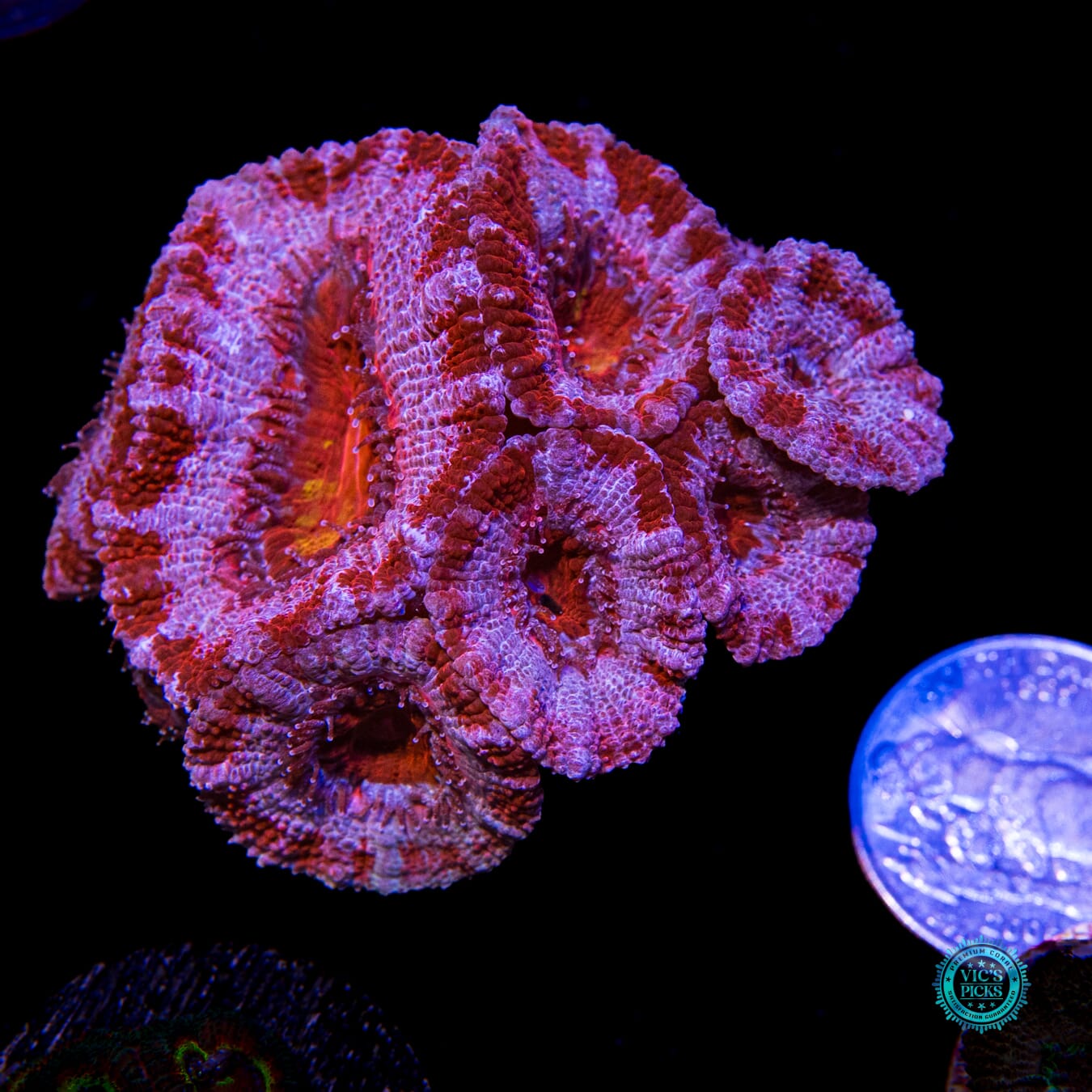 WWC Strawberry Cheesecake Aussie Lord - Actinic Photo