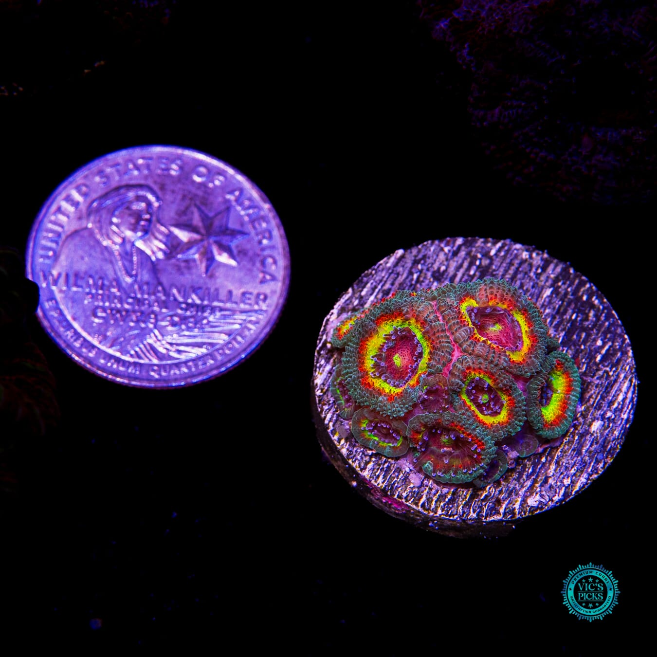 Hyper Holy Grail Micromussa - Actinic Photo