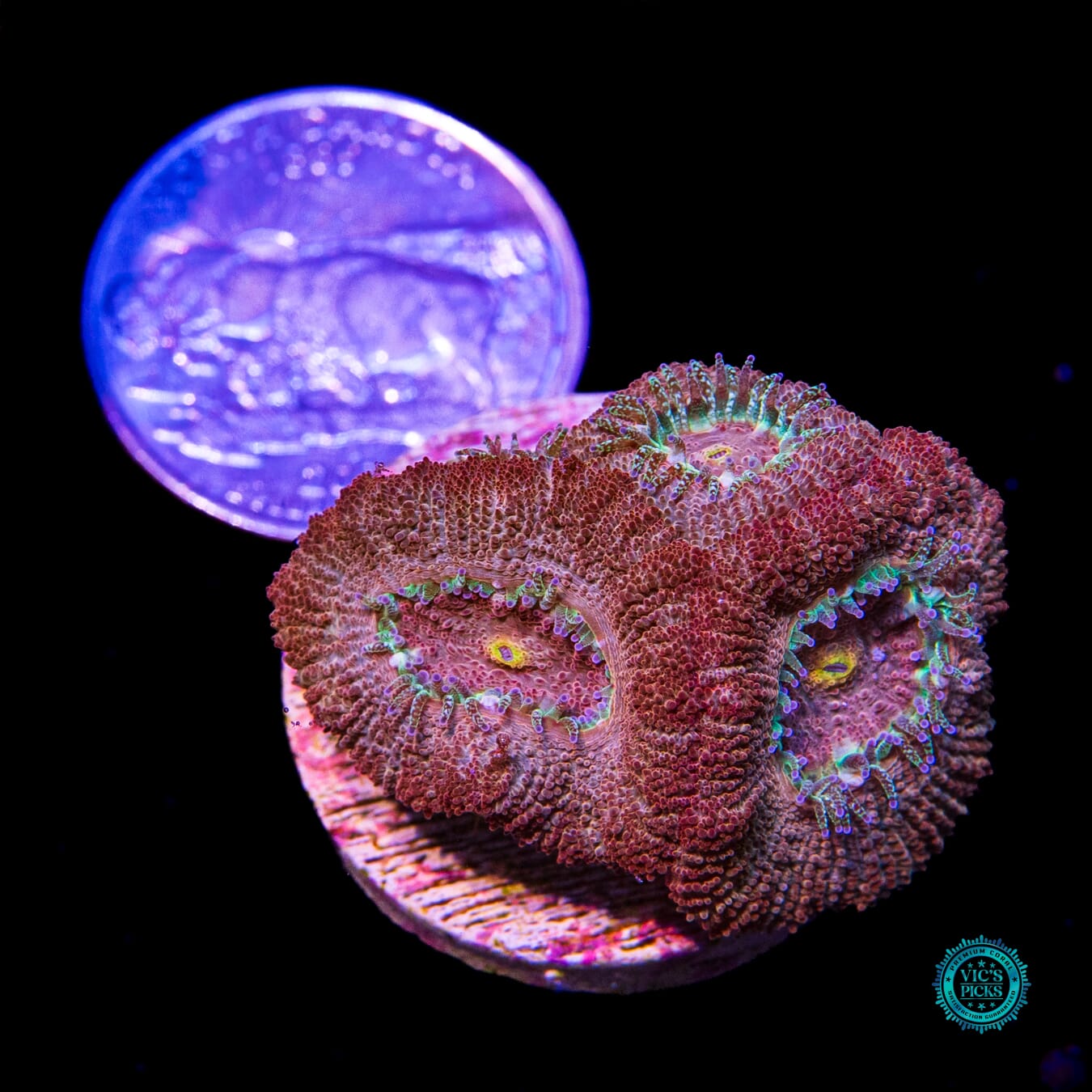 Ancient Power Aussie Lord - Actinic Photo