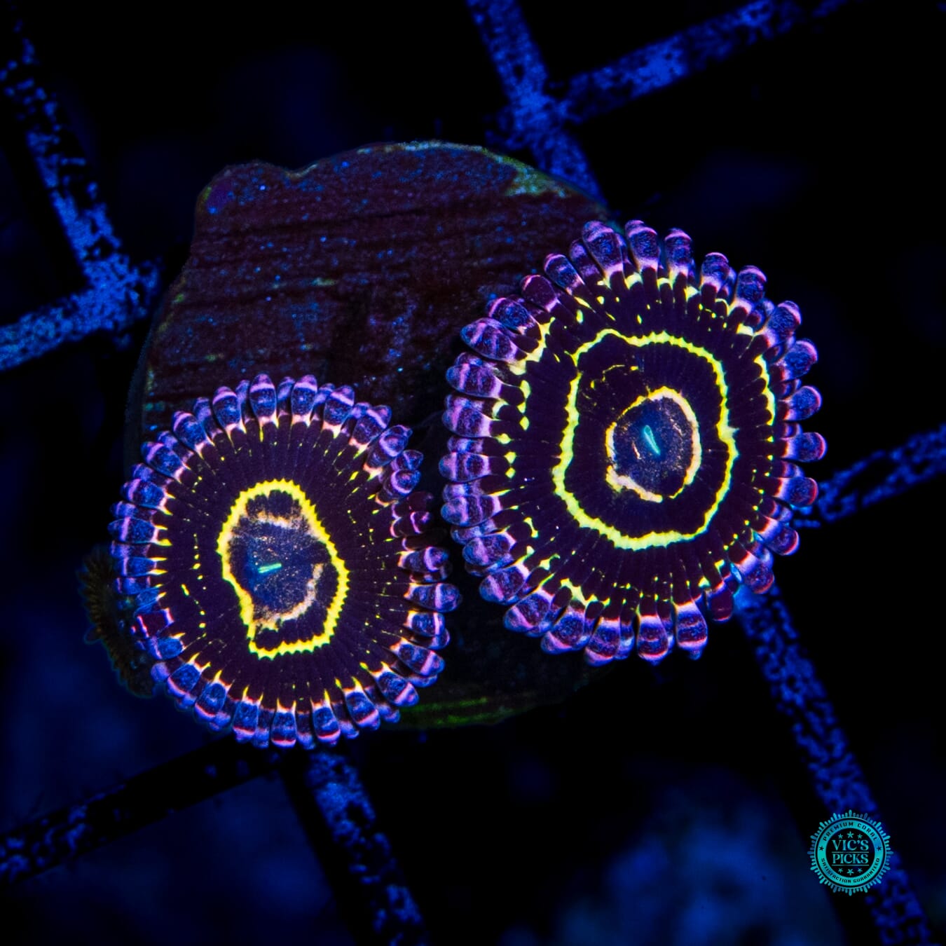 Stratosphere Zoanthids - Actinic Photo