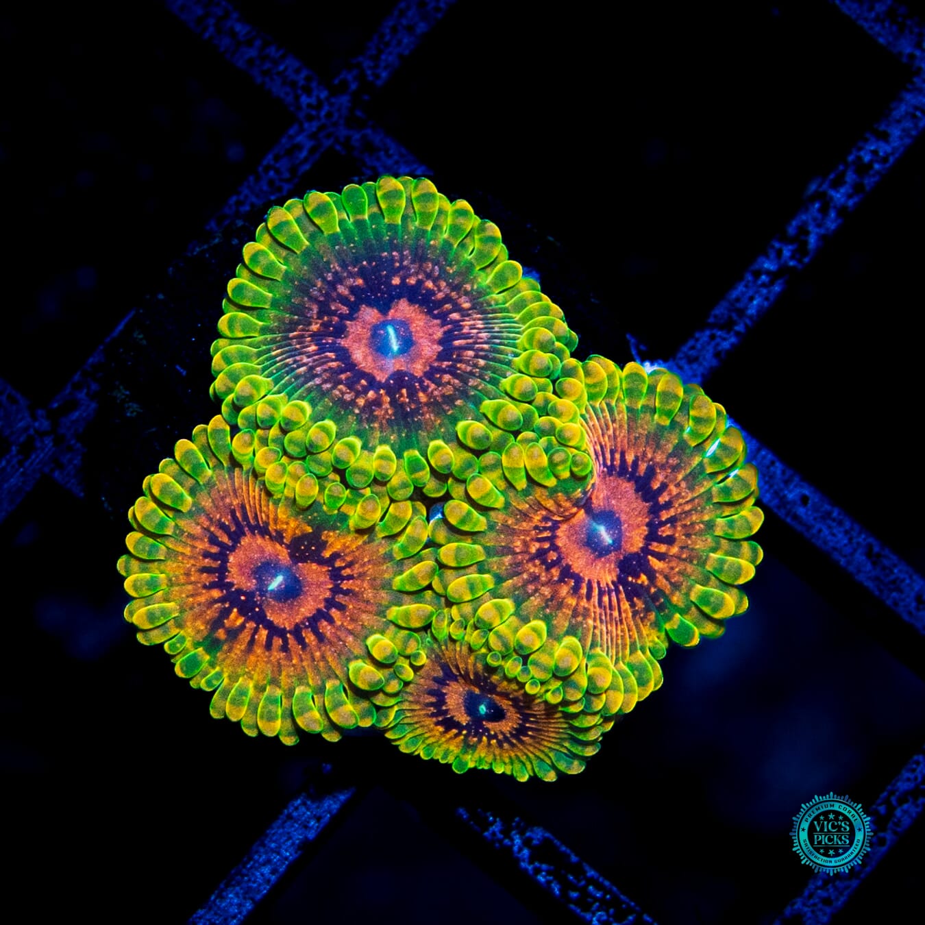 Grand Master Krakatoa Zoanthids - Actinic Photo
