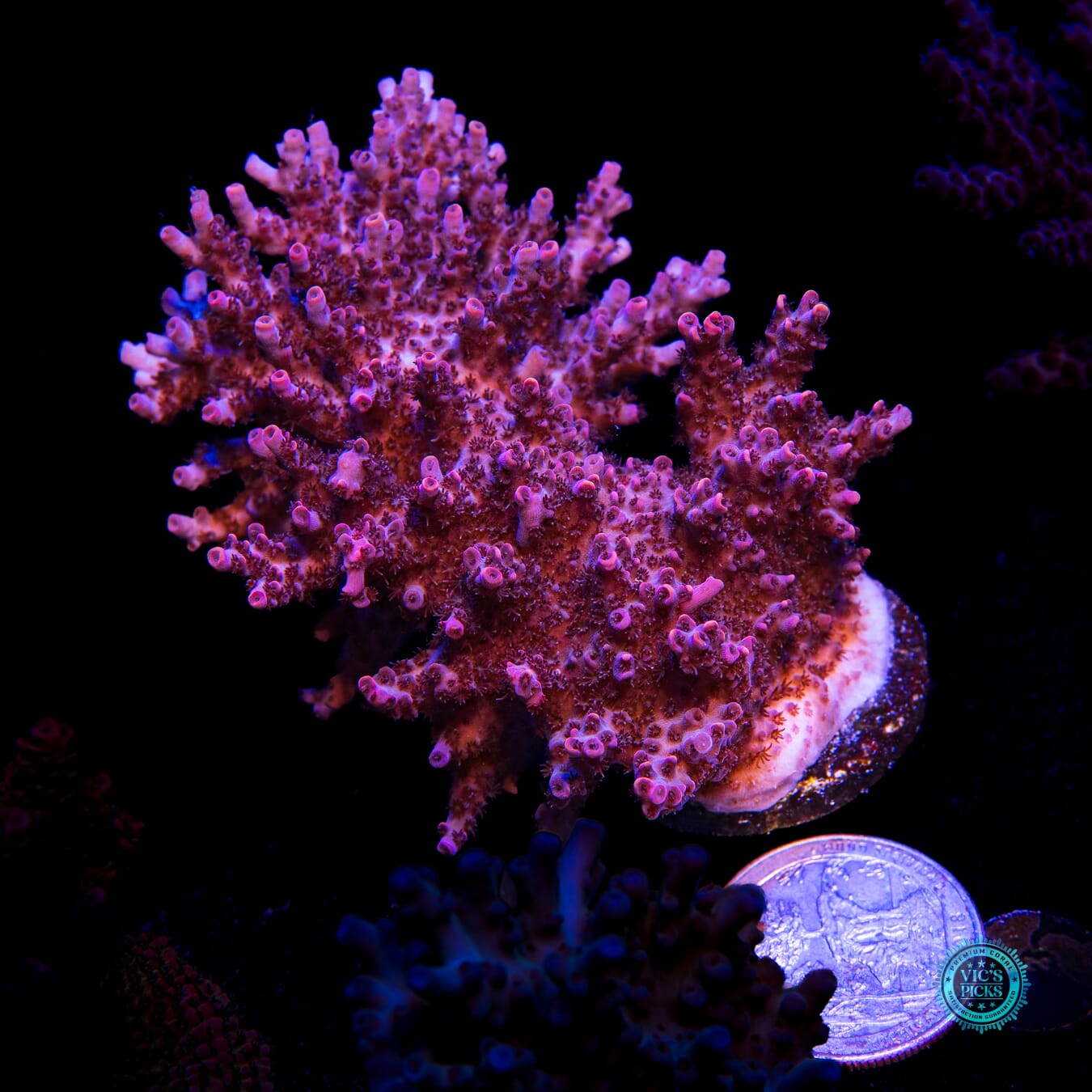 WWC Man of Steel Acropora - Actinic Photo
