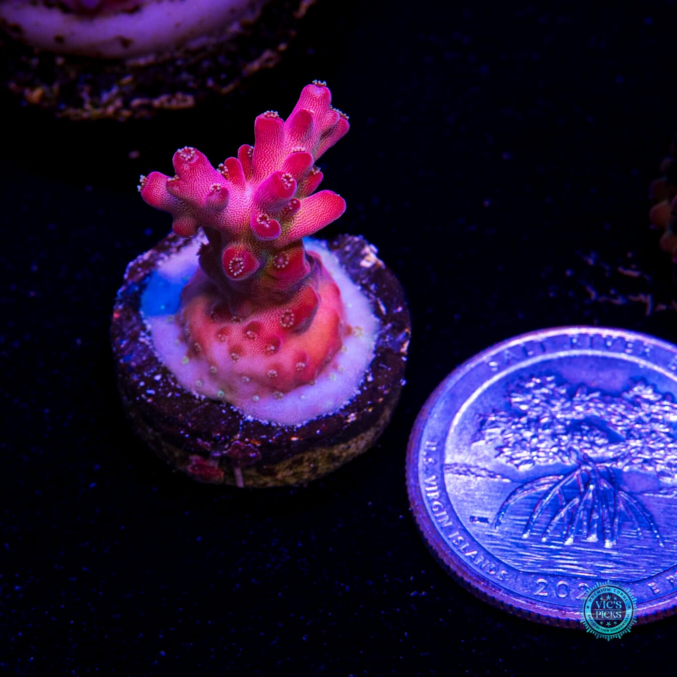WWC Whiplash Acropora - Actinic Photo