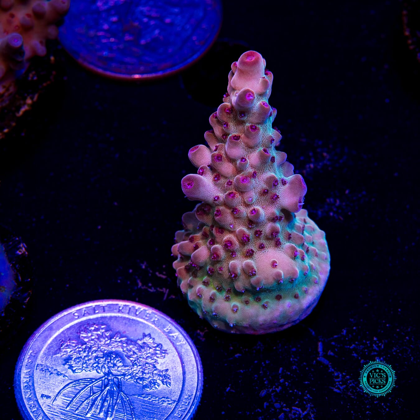 WWC Big Hoss Granulosa Acropora - Actinic Photo