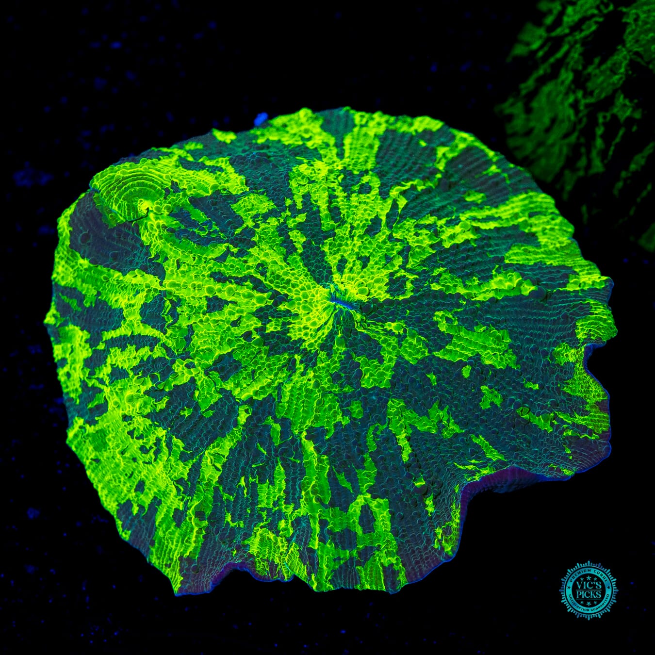 Kryptonite Jawbreaker Mushroom - Daylight Photo
