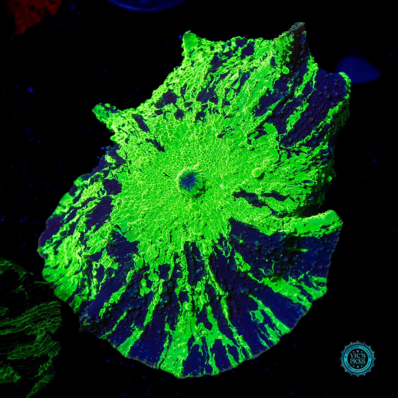 Toxic Kryptonite Jawbreaker Mushroom - Daylight Photo