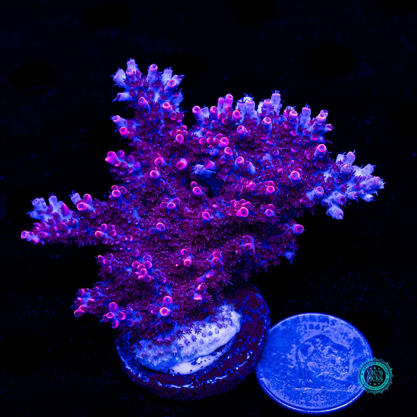 WWC Man of Steel Acropora - Daylight Photo