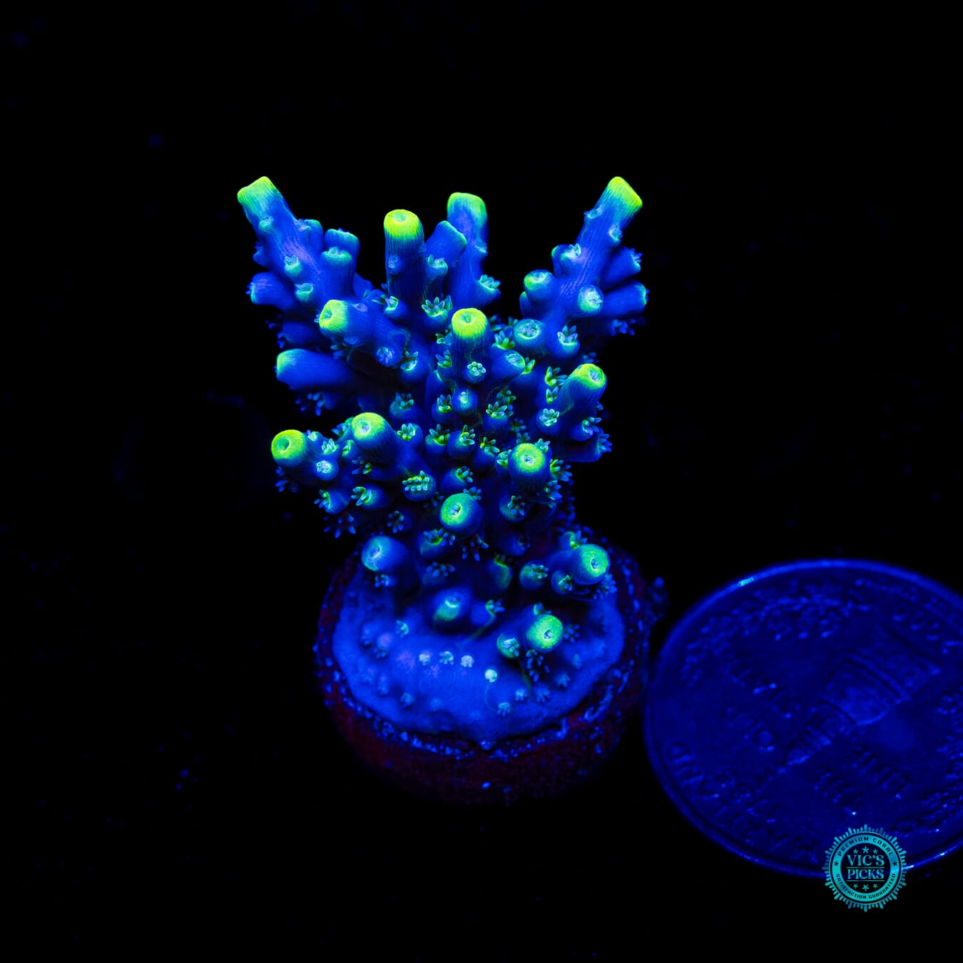 WWC Shark Bite Acropora - Daylight Photo