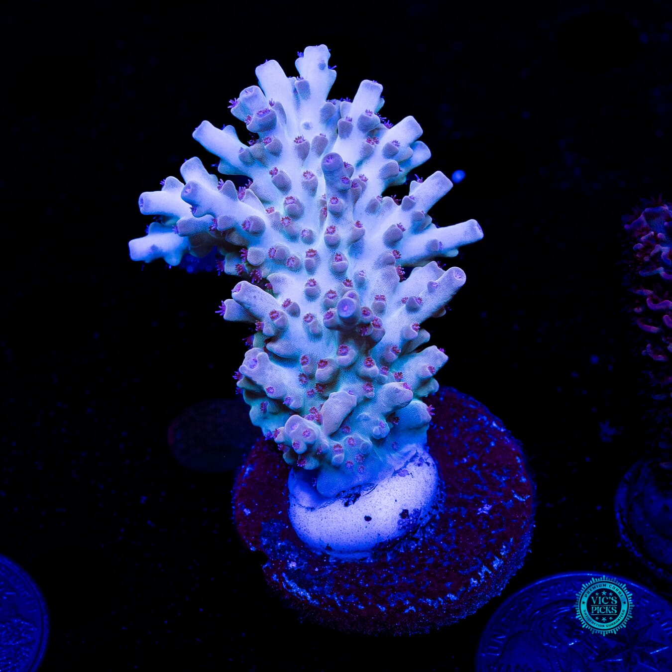 WWC White Walker Acropora - Daylight Photo