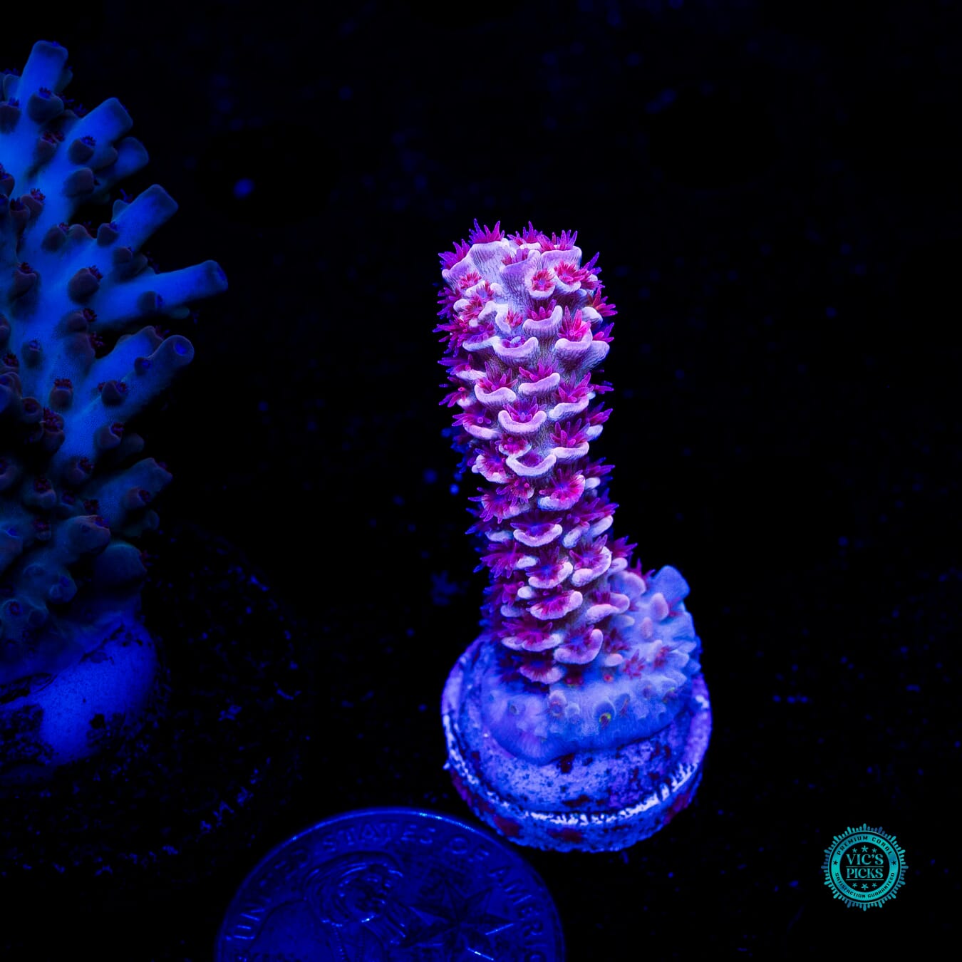 WWC Pink Panther Tenuis Acropora - Daylight Photo