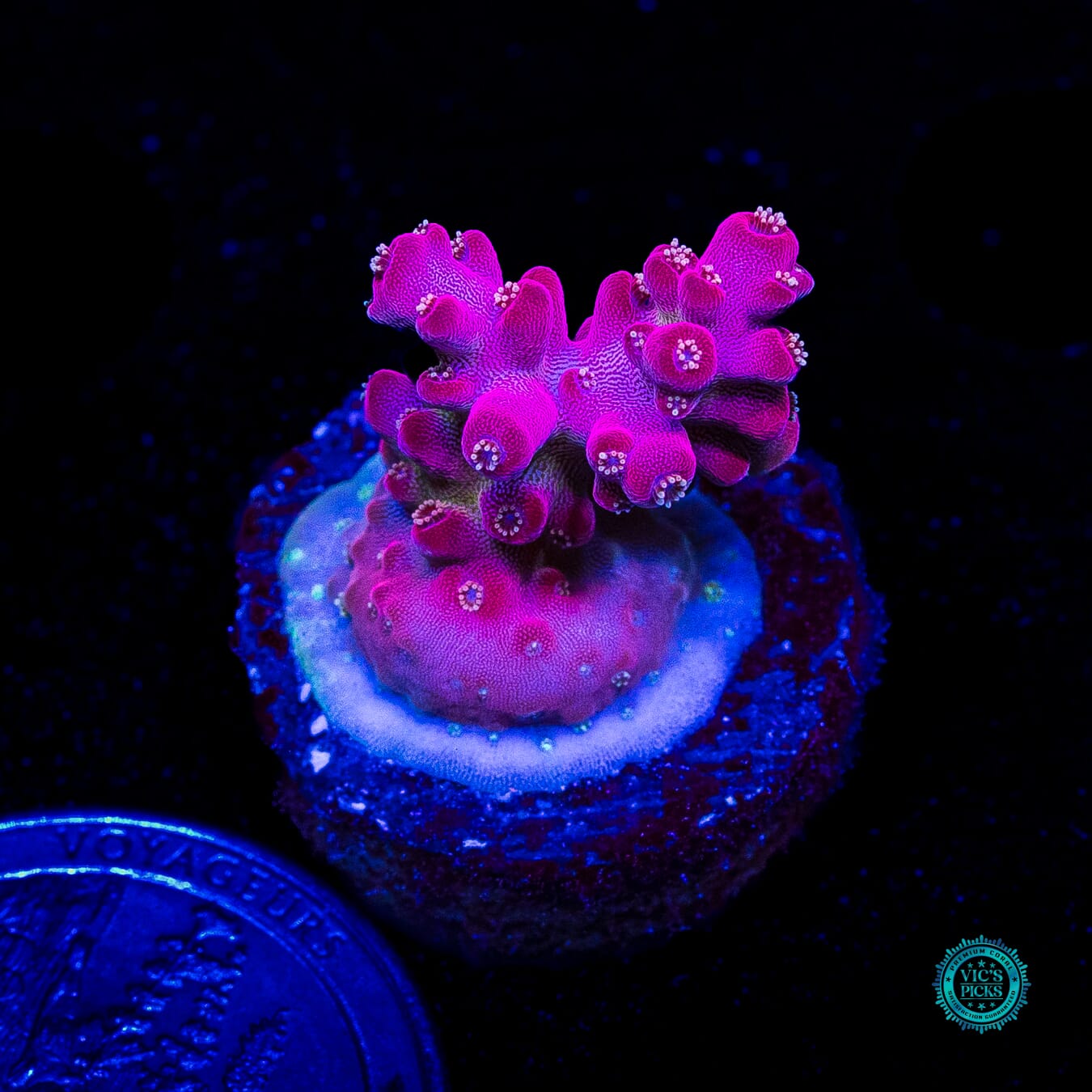 WWC Whiplash Acropora - Daylight Photo