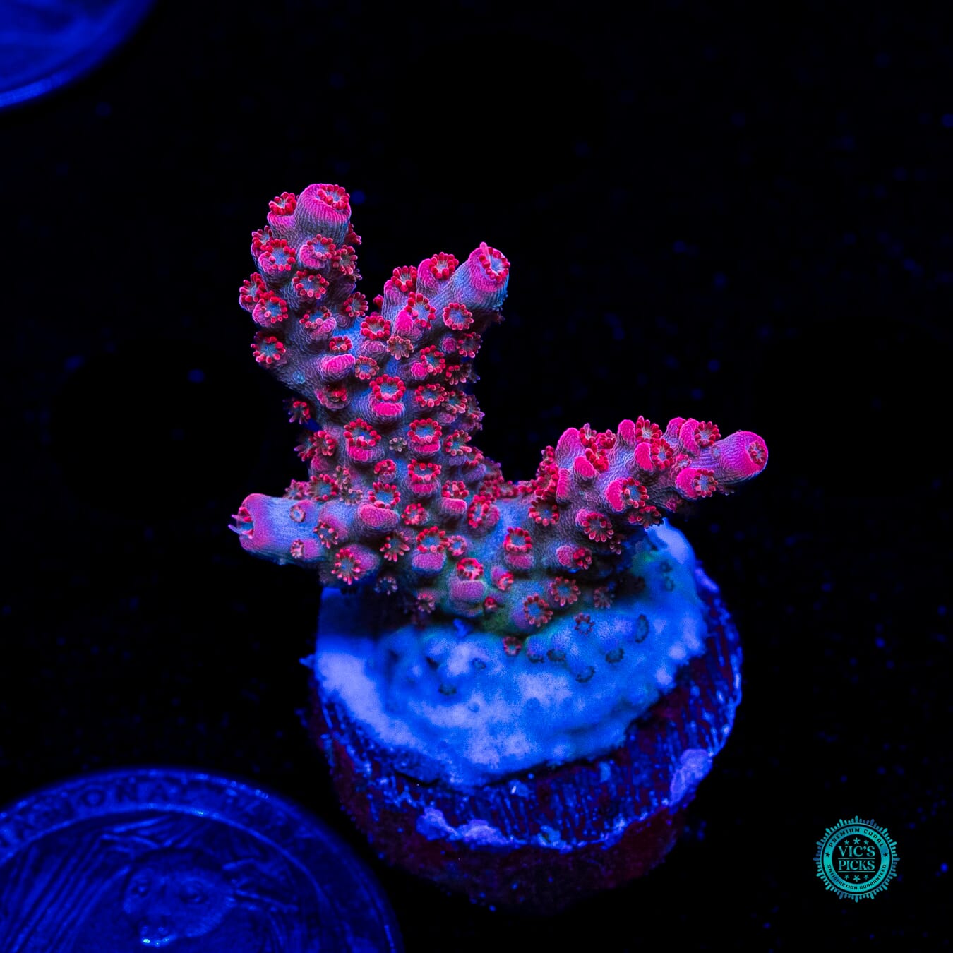 WWC Pantera Rosa Acropora - Daylight Photo