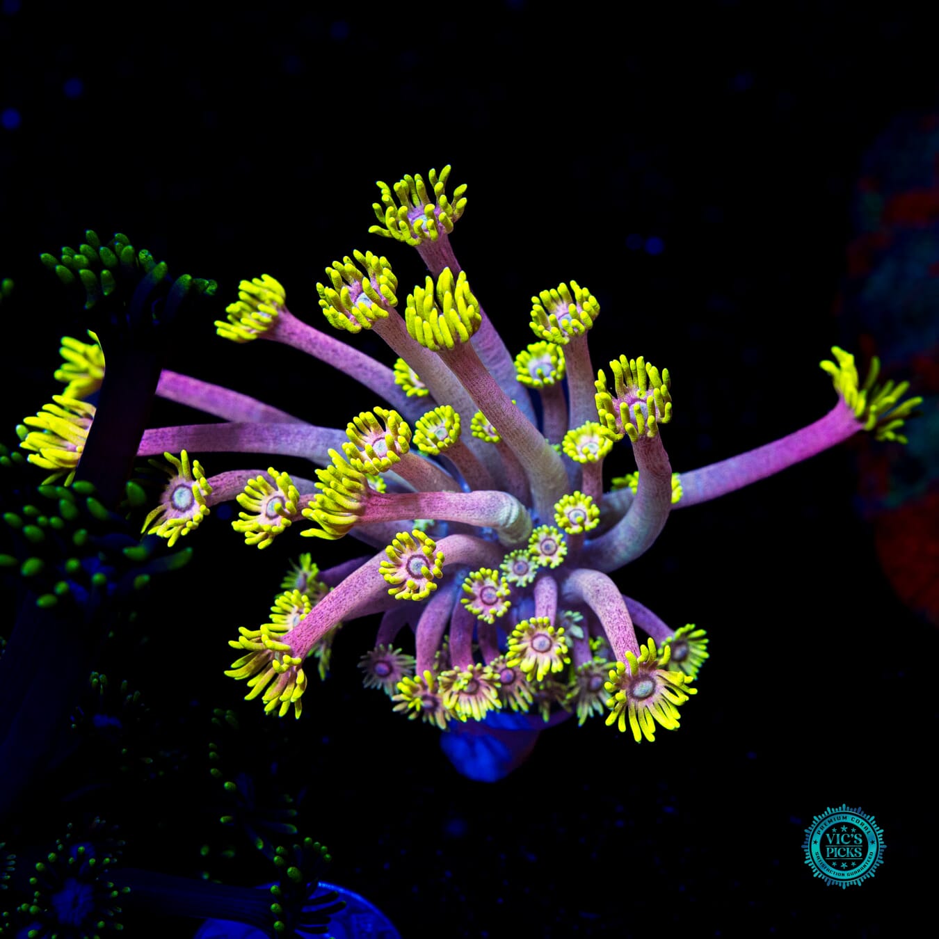 WWC Hail Hydra Goniopora - Daylight Photo