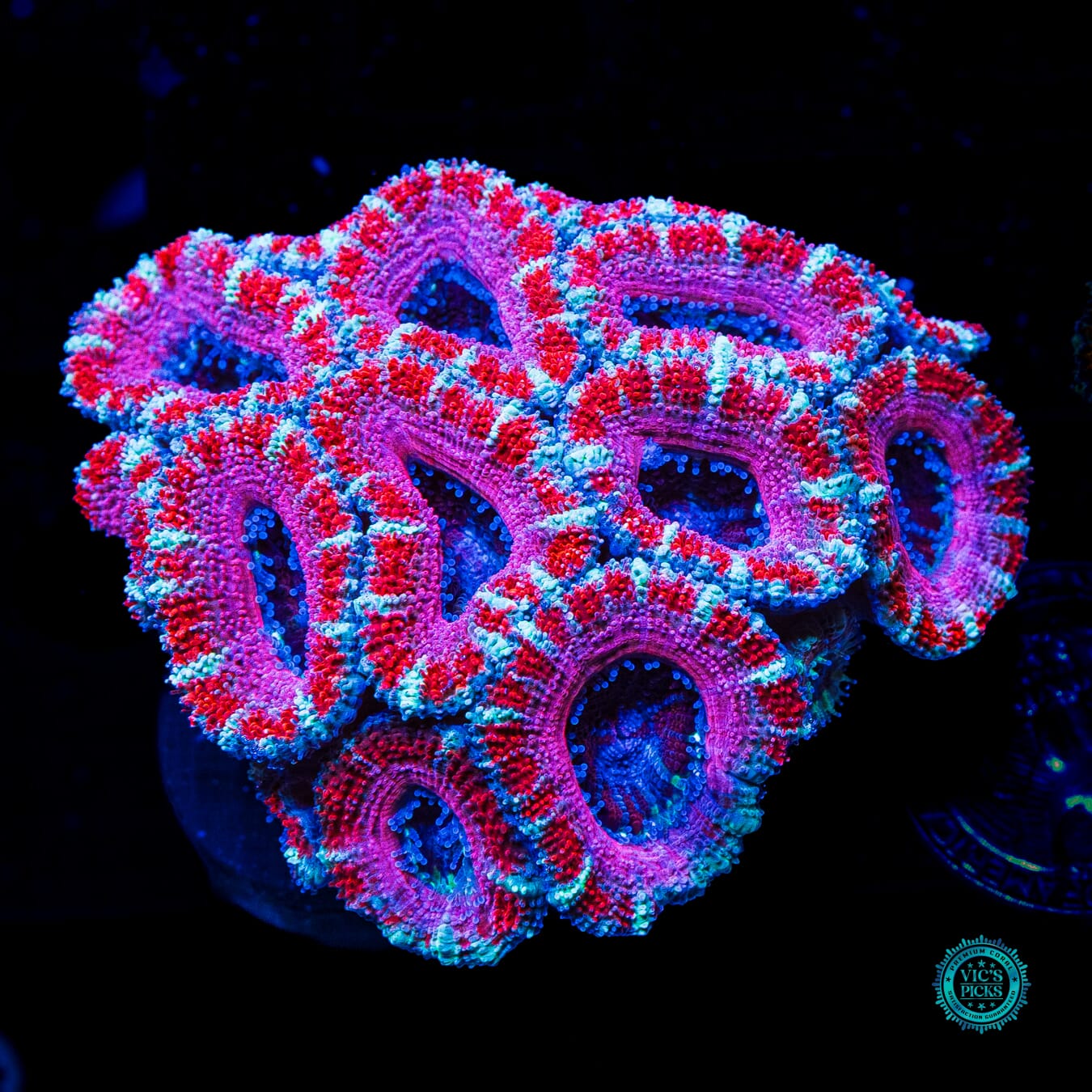 Cotton Candy Aussie Lord - Daylight Photo