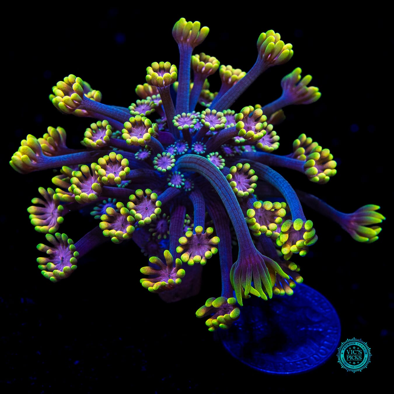 WWC Guava Berry Alveopora - Daylight Photo