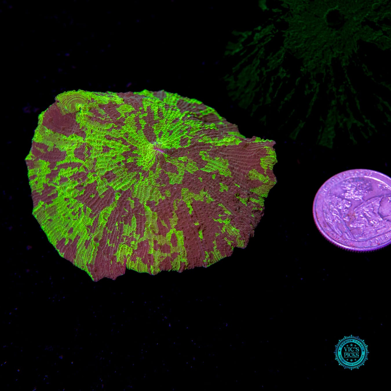 Kryptonite Jawbreaker Mushroom - Actinic Photo