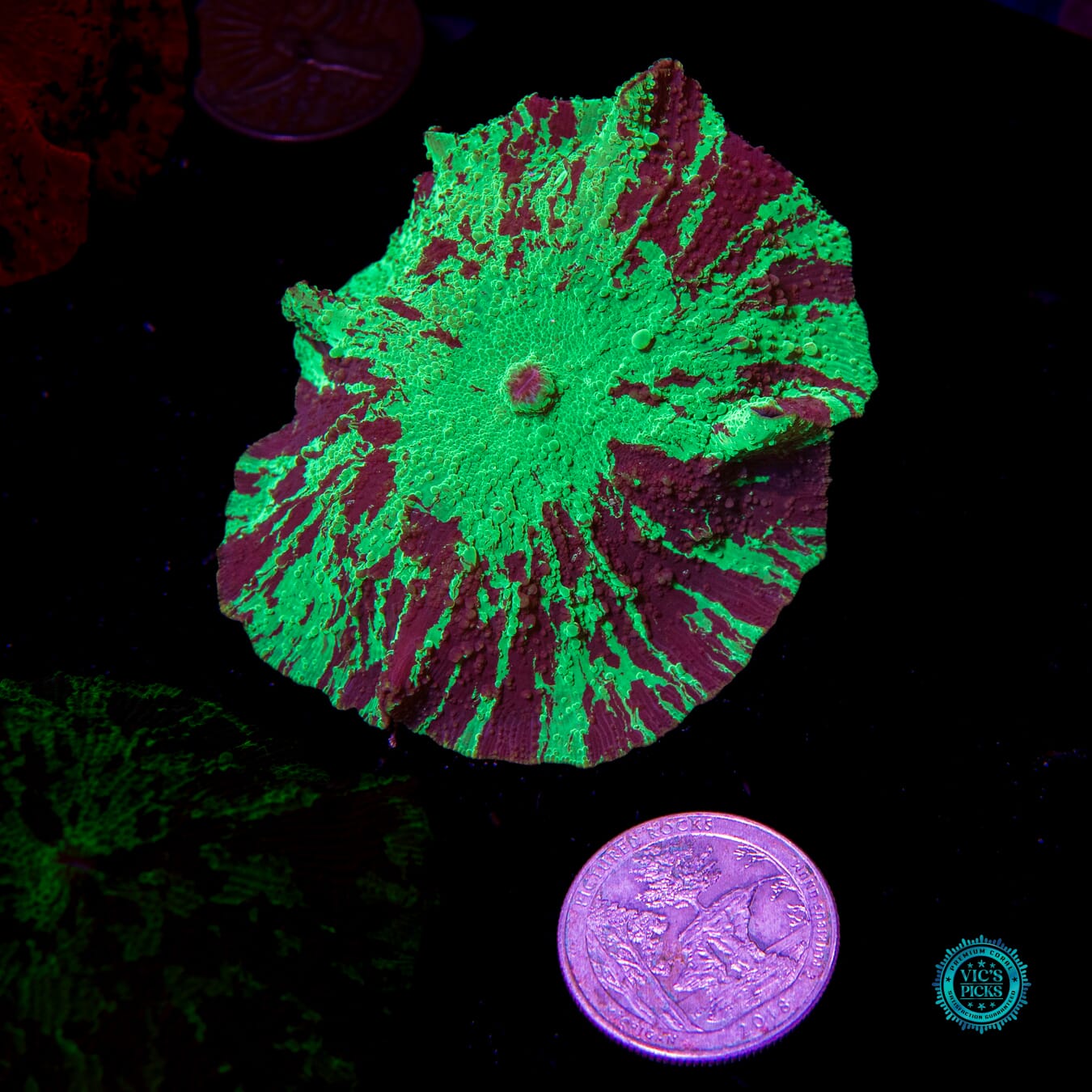 Toxic Kryptonite Jawbreaker Mushroom - Actinic Photo