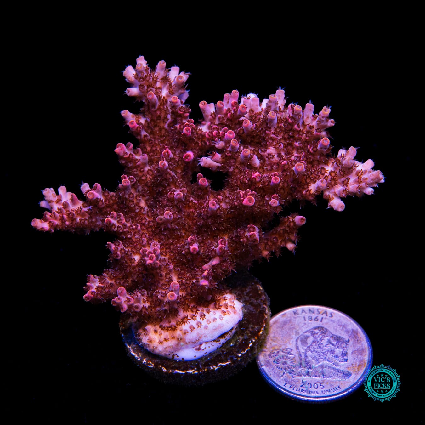 WWC Man of Steel Acropora - Actinic Photo