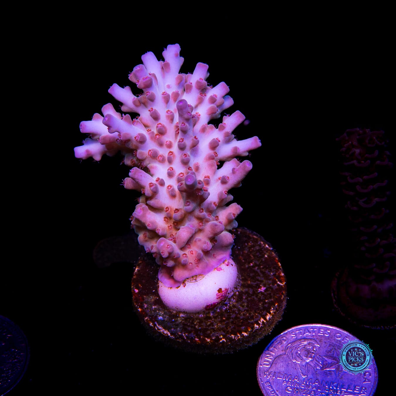 WWC White Walker Acropora - Actinic Photo