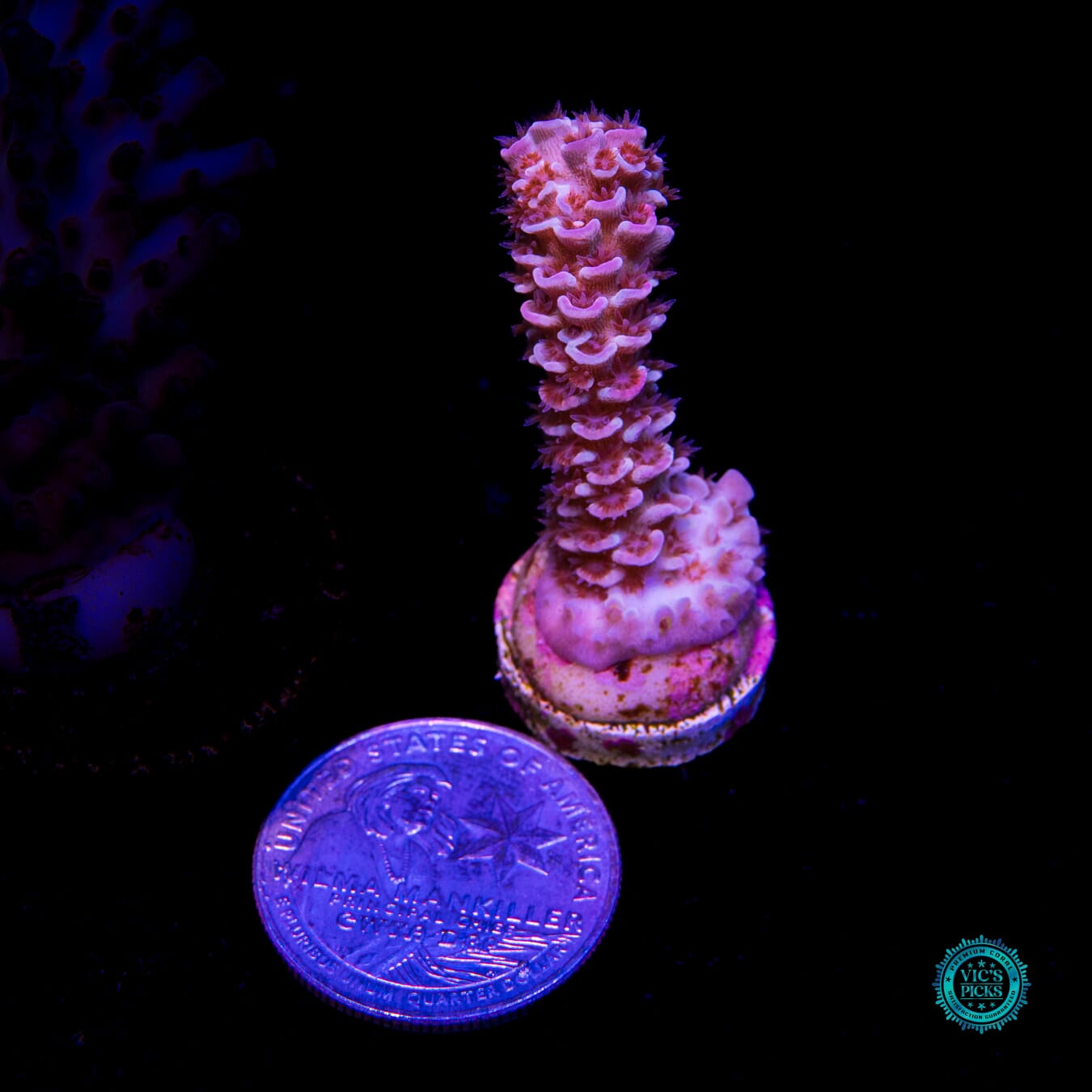 WWC Pink Panther Tenuis Acropora - Actinic Photo