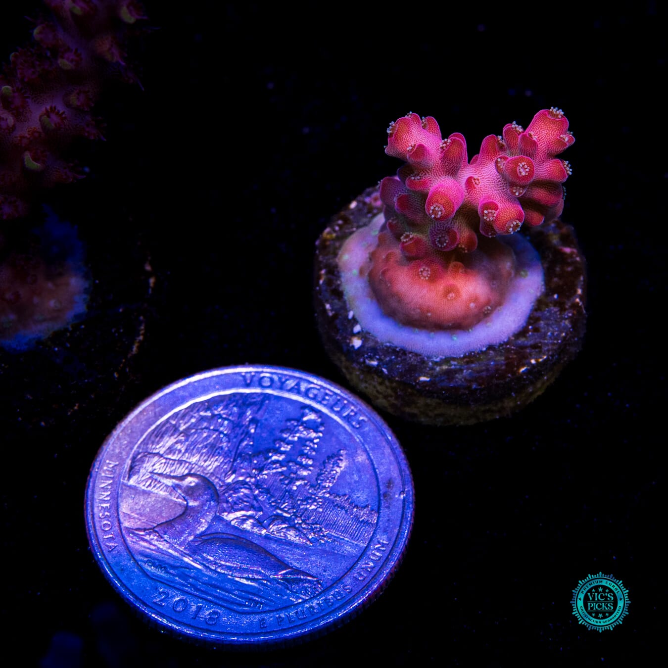 WWC Whiplash Acropora - Actinic Photo