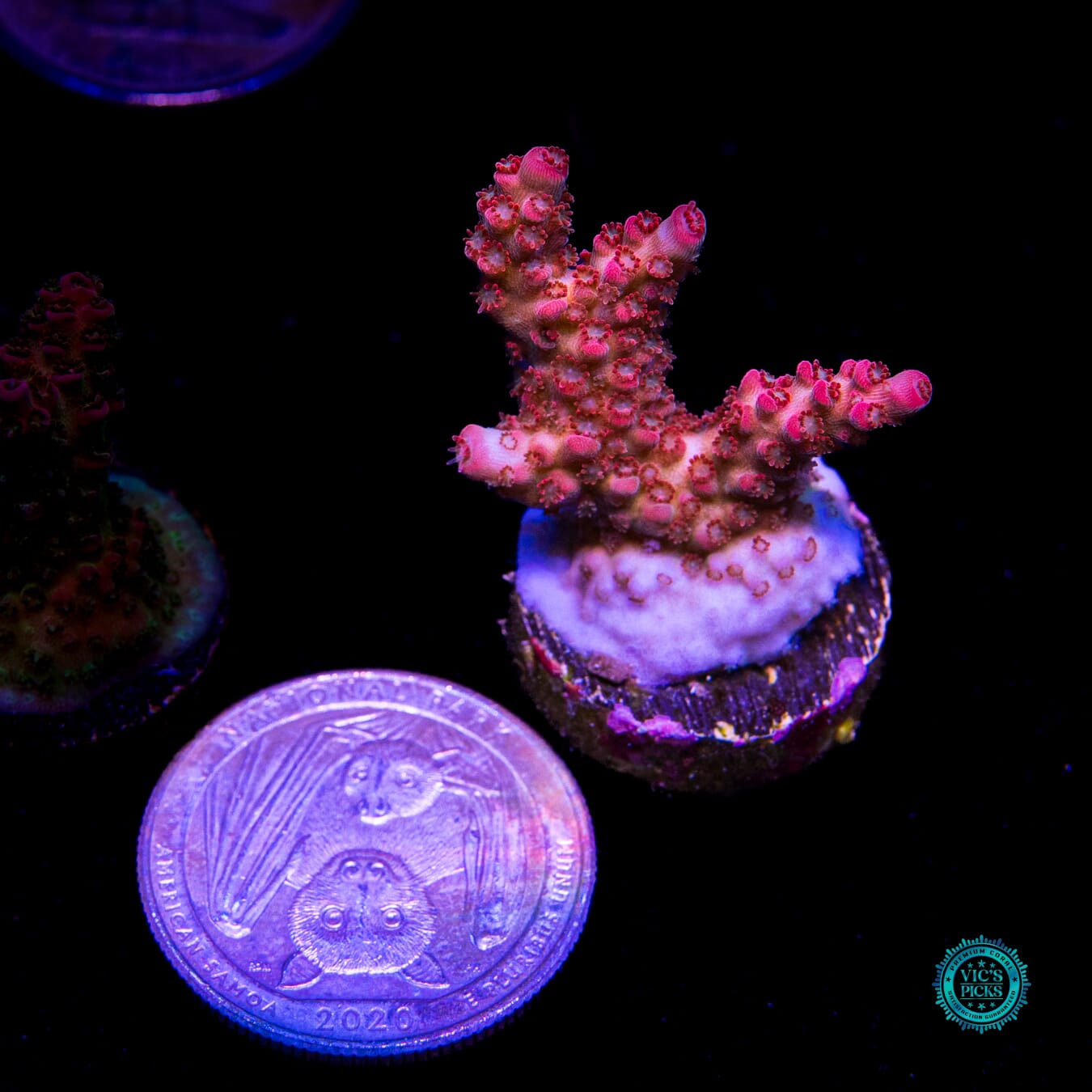 WWC Pantera Rosa Acropora - Actinic Photo
