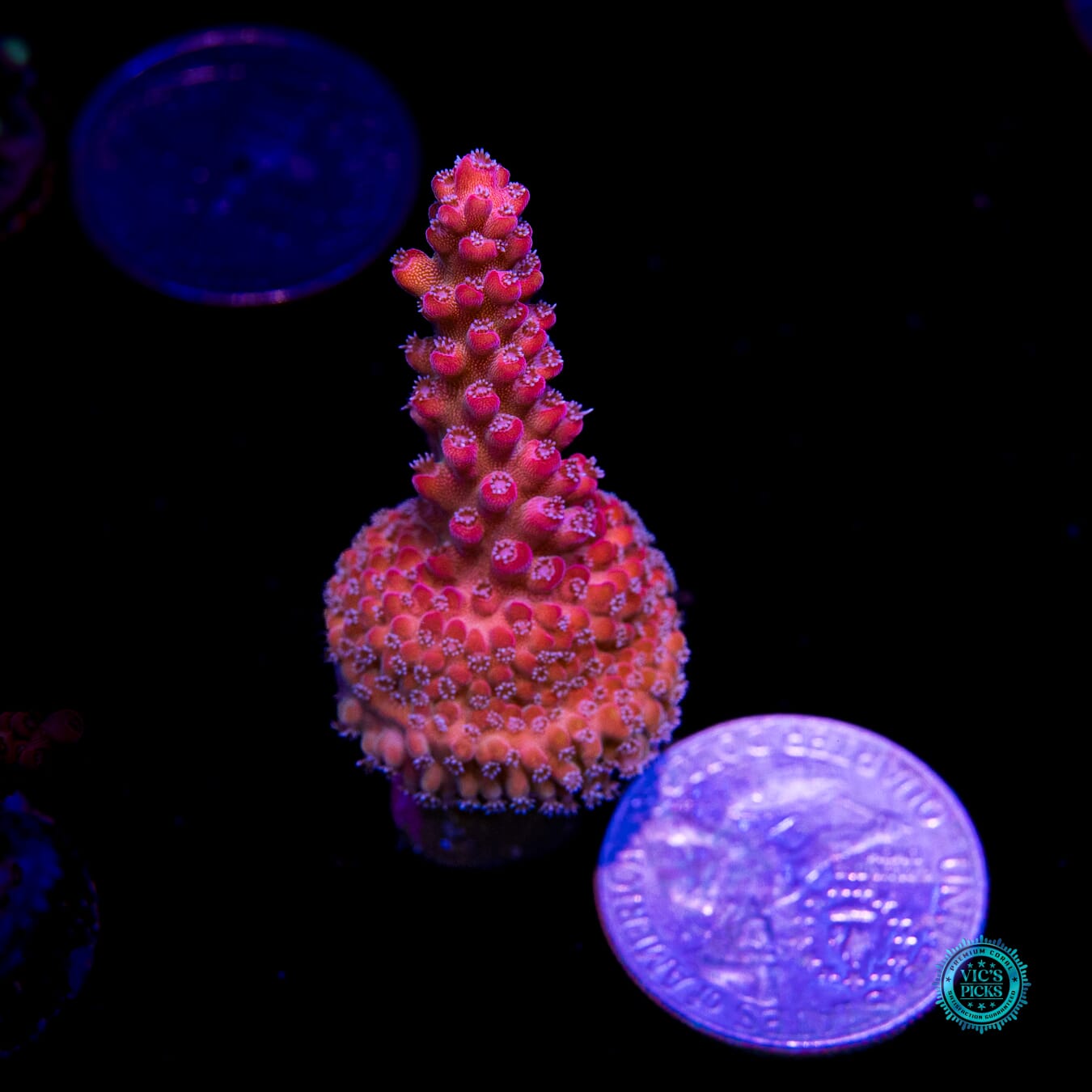 Bali Shortcake Acropora - Actinic Photo